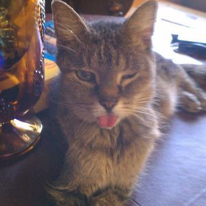 Meet your Posher, Tracy